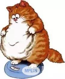 从猫身上看到了你的减肥日常 别看了 说的就是你