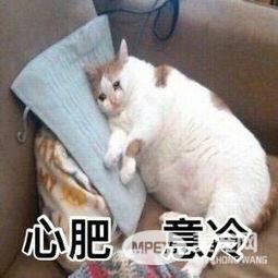 从猫身上看到了你的减肥日常 别看了 说的就是你