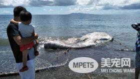 这是要发生灾难的不详标志吗？ 菲律宾惊现神秘海洋生物尸体