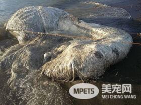 这是要发生灾难的不详标志吗？ 菲律宾惊现神秘海洋生物尸体