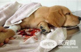 狗狗春季杀手犬瘟热的预防及治疗方法