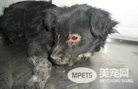 狗狗春季杀手犬瘟热的预防及治疗方法