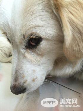 狗狗春季杀手犬瘟热的预防及治疗方法