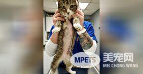 身患肿瘤小猫逃过安乐死 却无人愿意申请收养