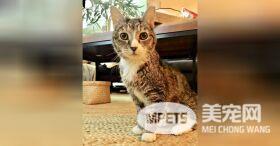 身患肿瘤小猫逃过安乐死 却无人愿意申请收养