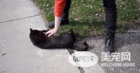 爱猫车祸身亡被埋葬后 隔天居然奇迹般“从死里复活”