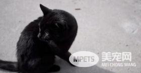 爱猫车祸身亡被埋葬后 隔天居然奇迹般“从死里复活”