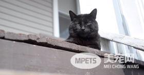 爱猫车祸身亡被埋葬后 隔天居然奇迹般“从死里复活”