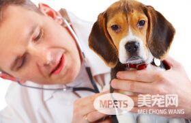 给自家毛孩接种的疫苗你真的了解吗？宠物疫苗你需要了解这些