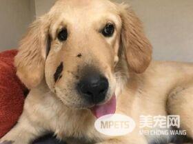 为响尾蛇毒咬中救出女主人 小英雄汪惨变包子脸