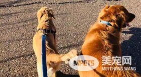 为响尾蛇毒咬中救出女主人 小英雄汪惨变包子脸