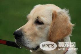 “ 科学报告 ”杂志发表新研究结果 养狗可以让人长寿