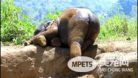 突然想养大象 看完这些大象萌翻你的小宇宙