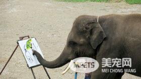 突然想养大象 看完这些大象萌翻你的小宇宙