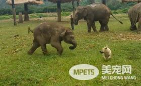 突然想养大象 看完这些大象萌翻你的小宇宙
