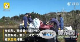 怀孕巨鲸尸体塞满44斤塑料 人类伟大的发明夺去它们的生命