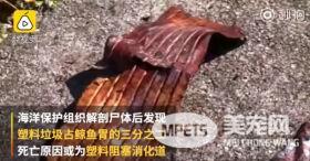 怀孕巨鲸尸体塞满44斤塑料 人类伟大的发明夺去它们的生命