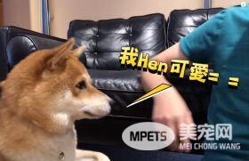 超自恋的柴犬 说不可爱就肉拳攻击