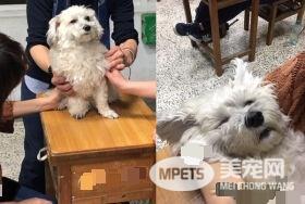 助教汪听课太累趴桌呼呼大睡 马麻笑：当狗真好