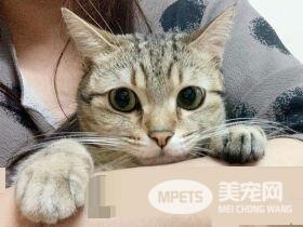 猫咪轻功纸箱上飘 猫奴：想吓死娘亲我吗