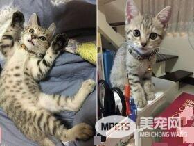 猫咪轻功纸箱上飘 猫奴：想吓死娘亲我吗