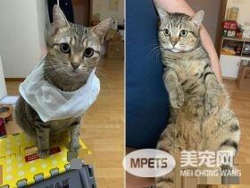 猫咪轻功纸箱上飘 猫奴：想吓死娘亲我吗