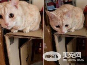 猫咪轻功纸箱上飘 猫奴：想吓死娘亲我吗