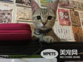 猫咪轻功纸箱上飘 猫奴：想吓死娘亲我吗