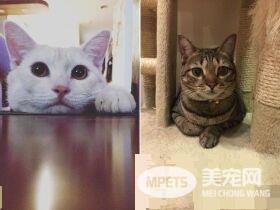 猫咪轻功纸箱上飘 猫奴：想吓死娘亲我吗