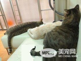 猫咪轻功纸箱上飘 猫奴：想吓死娘亲我吗