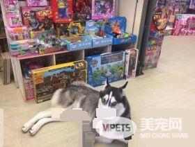 汪自动进店吹冷气 怎么拖都一脸我不走的大爷脸
