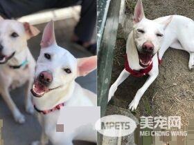 米克斯汪研发新式游泳姿势 无辜表情撞脸喜德