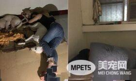 米克斯汪研发新式游泳姿势 无辜表情撞脸喜德