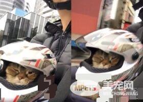 粗心爸爸忘记关上遮风罩 兜风猫肉脸被风吹成麻糬
