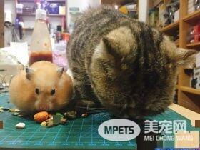 粗心爸爸忘记关上遮风罩 兜风猫肉脸被风吹成麻糬