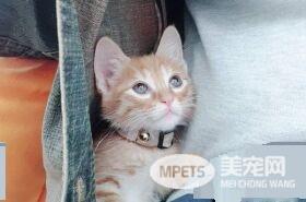 霸王猫在家爆气顶嘴 外出躲进外套折手手泛泪