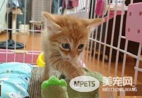 霸王猫在家爆气顶嘴 外出躲进外套折手手泛泪