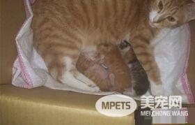 霸王猫在家爆气顶嘴 外出躲进外套折手手泛泪