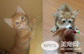 霸王猫在家爆气顶嘴 外出躲进外套折手手泛泪