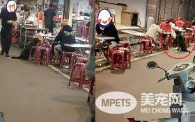 黑狗沿桌讨饭超专业 吃完一轮再重头来过