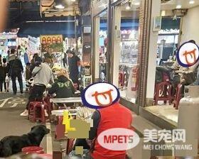 黑狗沿桌讨饭超专业 吃完一轮再重头来过