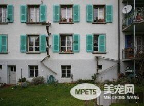 摄影师发现瑞士奇景 每家都有猫咪专属的猫楼梯