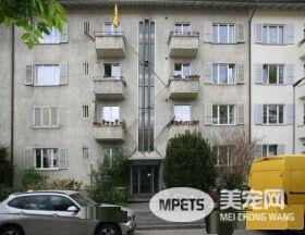 摄影师发现瑞士奇景 每家都有猫咪专属的猫楼梯