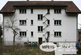 摄影师发现瑞士奇景 每家都有猫咪专属的猫楼梯