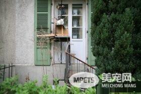 摄影师发现瑞士奇景 每家都有猫咪专属的猫楼梯