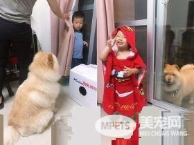 3岁哥哥被吓哭 萌松狮无辜地回头向马麻求救