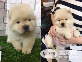 3岁哥哥被吓哭 萌松狮无辜地回头向马麻求救