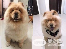 3岁哥哥被吓哭 萌松狮无辜地回头向马麻求救