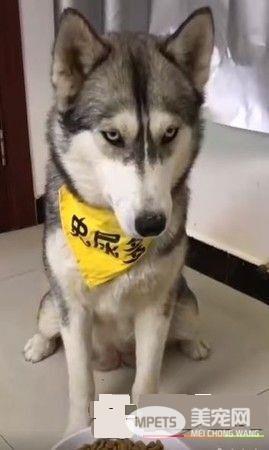 主人拿掉幻像鸡腿 汪汪瞬间从天堂掉到地狱