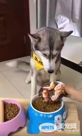 主人拿掉幻像鸡腿 汪汪瞬间从天堂掉到地狱